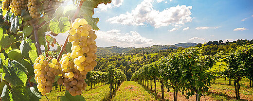 © ah fotobox - AdobeStock.com © ah fotobox - AdobeStock.com