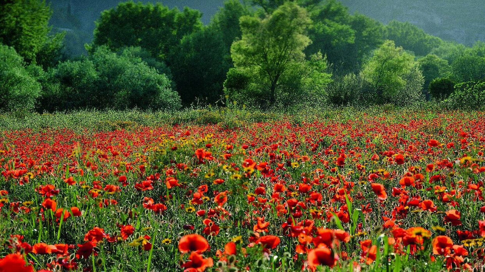 Mohnblumen Mohnblumen