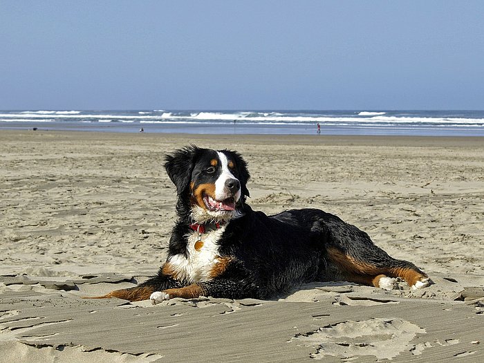 Hund am Strand